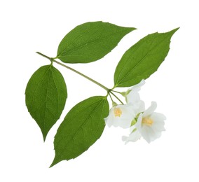 Photo of Branch of jasmine flowers and leaves isolated on white