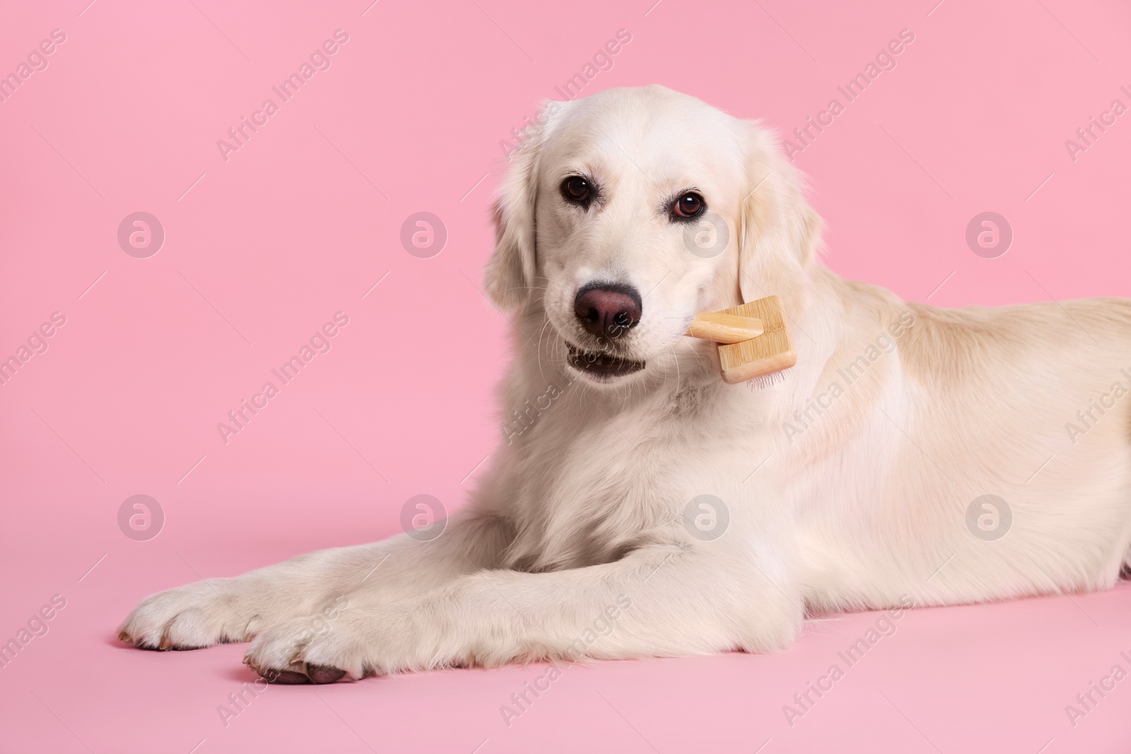 Photo of Cute Labrador Retriever dog with brush on pink background