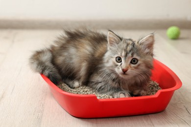 Cute fluffy kitten in litter box at home