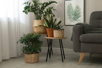 Photo of Stylish living room interior with beautiful houseplants and grey armchair