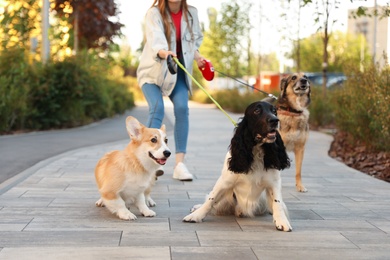 Young woman walking adorable dogs in park