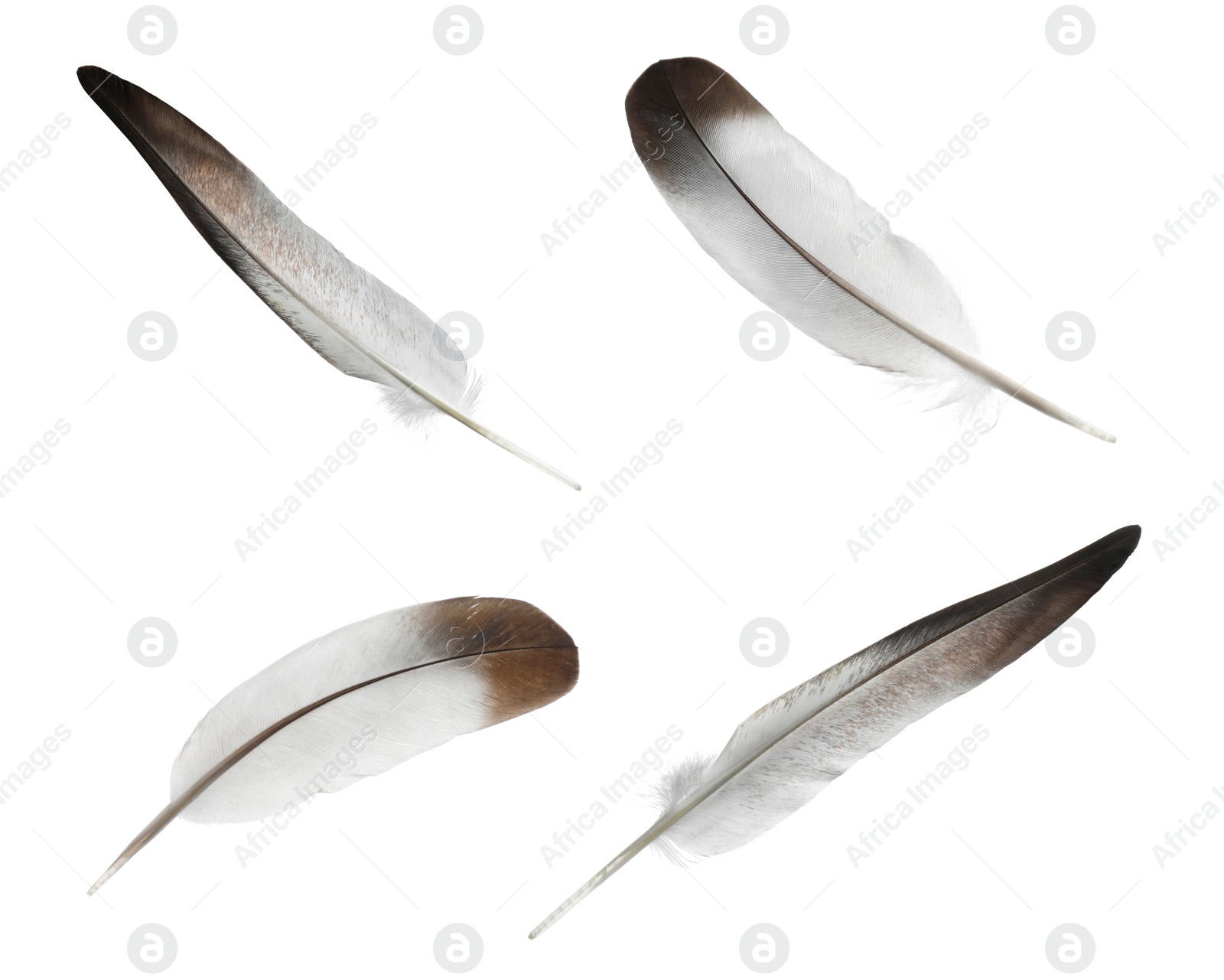 Image of Set with beautiful feathers on white background