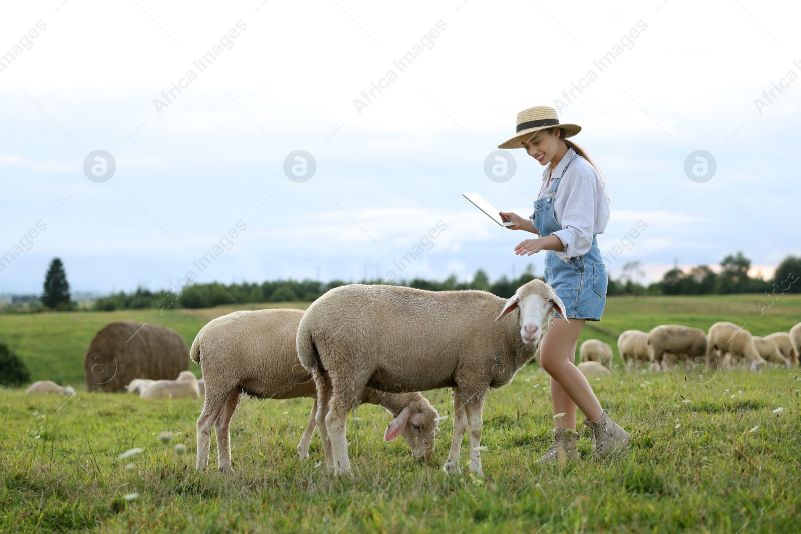 Photo of Smiling woman with tablet and sheep on pasture at farm