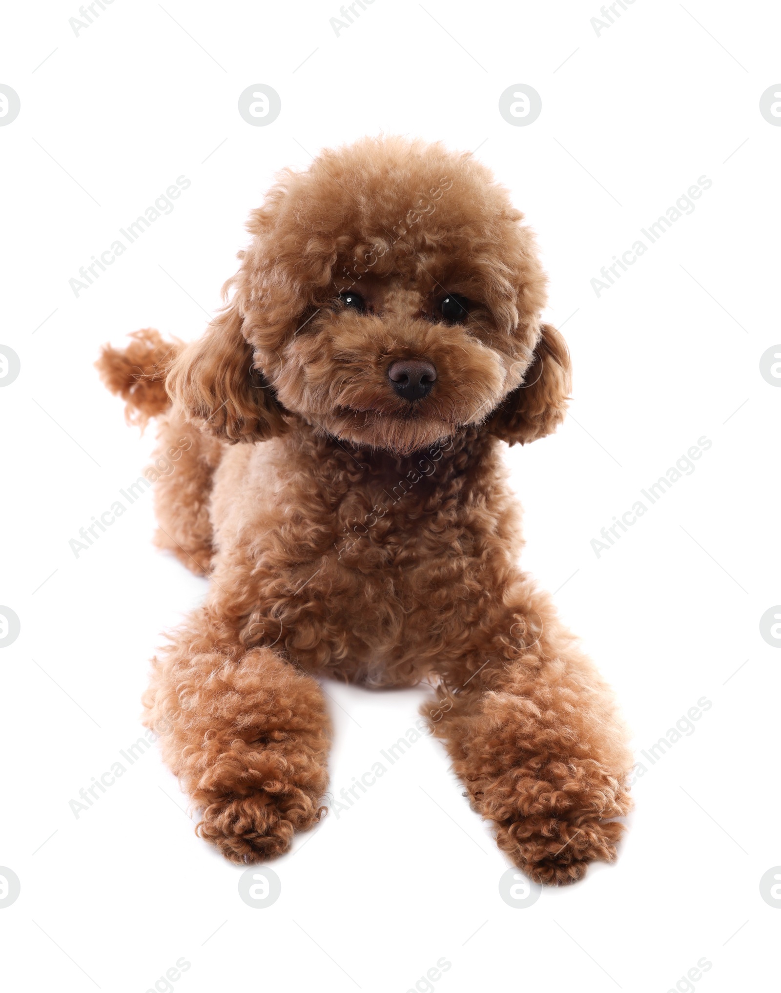 Photo of Cute Maltipoo dog on white background. Lovely pet