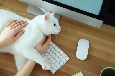 Photo of Adorable white cat lying on keyboard and distracting owner from work, top view