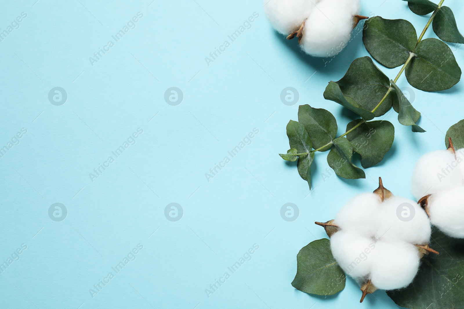 Photo of Cotton flowers and eucalyptus leaves on light blue background, flat lay. Space for text