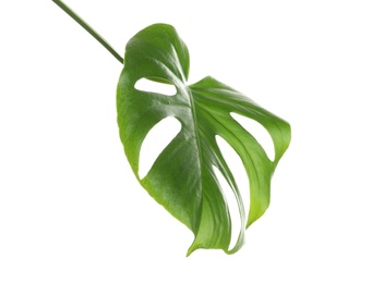 Green Monstera leaf on white background. Tropical plant