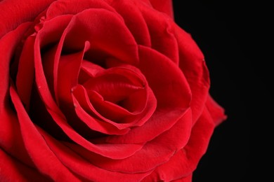 Photo of Beautiful red rose on dark background, closeup