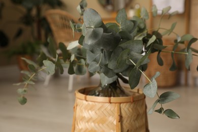 Beautiful eucalyptus branches in wicker stand indoors, closeup. Interior design