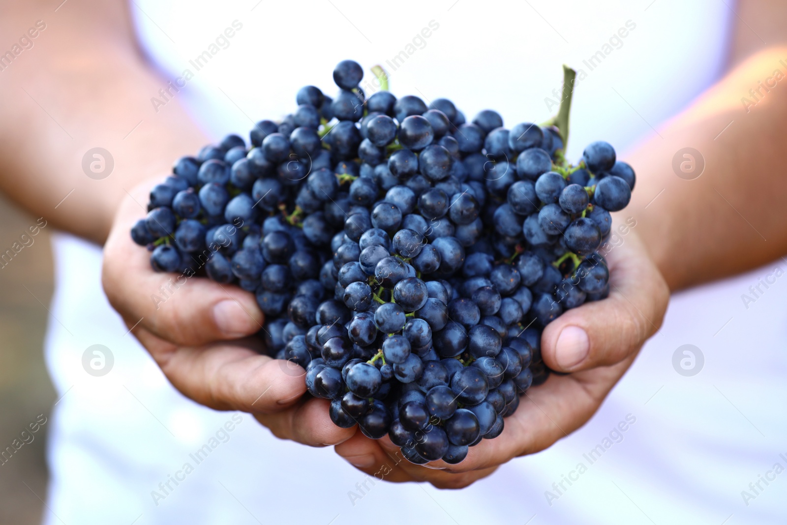 Photo of Man holding bunches of fresh ripe juicy grapes, closeup