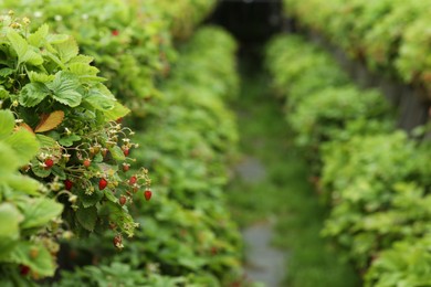 Wild strawberry bushes with berries growing on farm, space for text