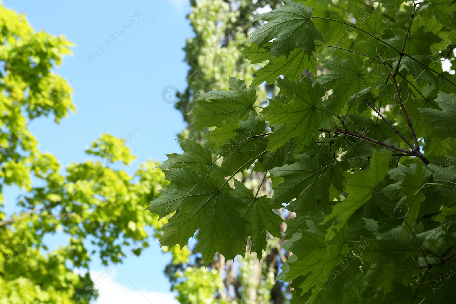 Photo of Beautiful branches of maple tree with green leaves outdoors, low angle view. Space for text