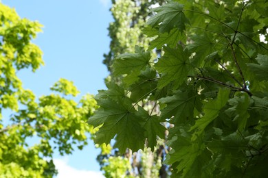 Beautiful branches of maple tree with green leaves outdoors, low angle view. Space for text