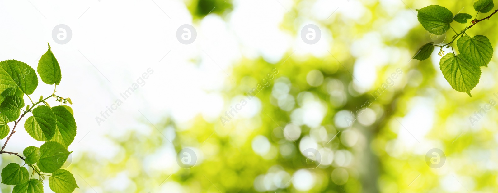 Image of Tree branches with green leaves on sunny day. Banner design