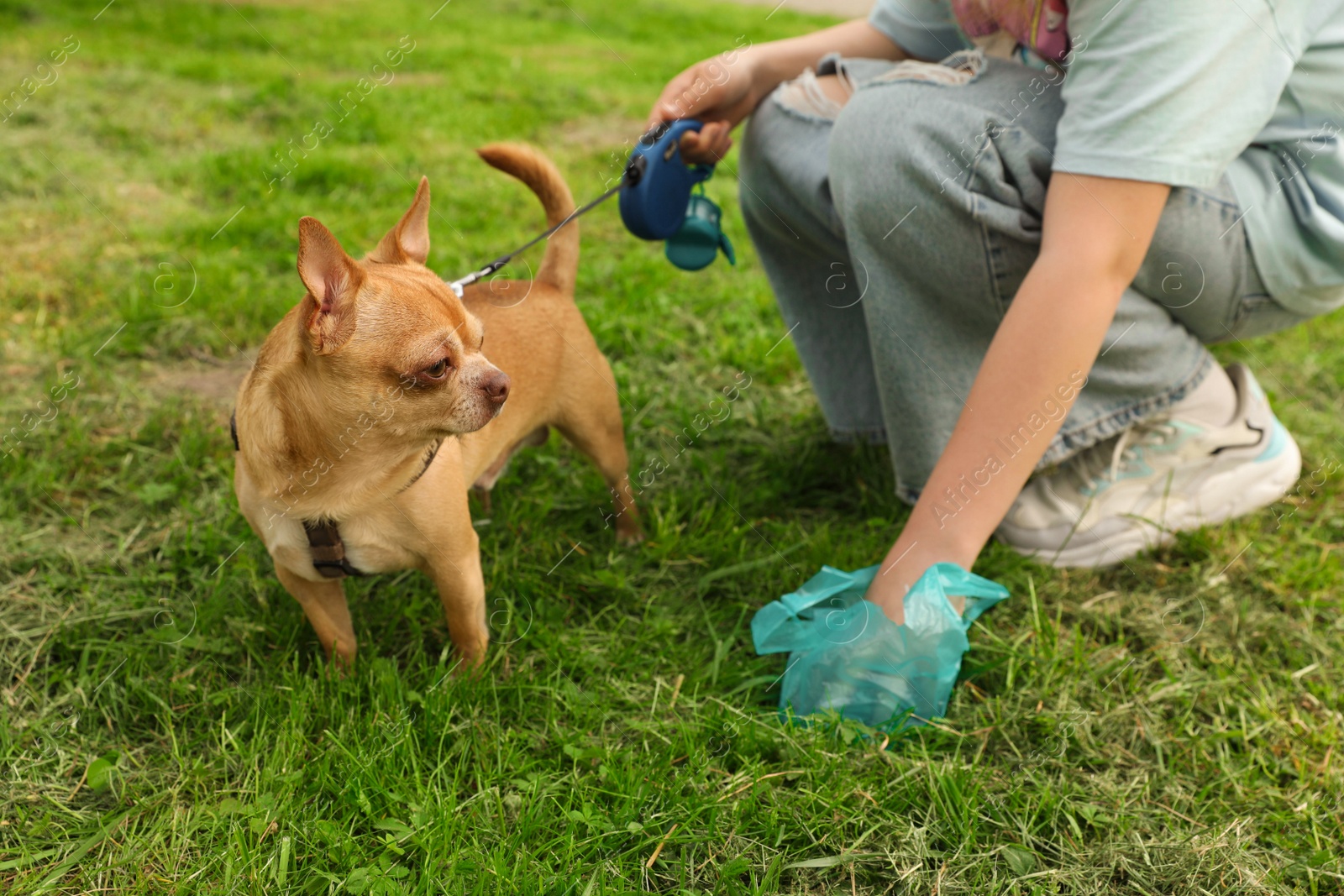 Photo of Woman picking up her dog's poop from green grass, closeup