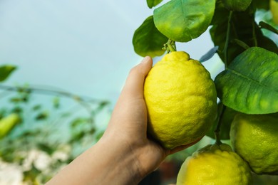 Photo of Woman picking ripe lemon from branch outdoors, closeup. Space for text