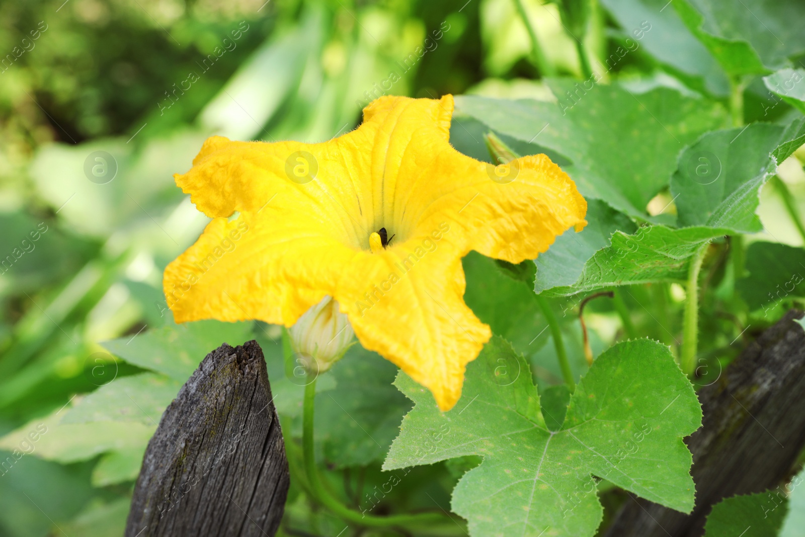Photo of Pumpkin vine with flower and green leaves in garden, closeup