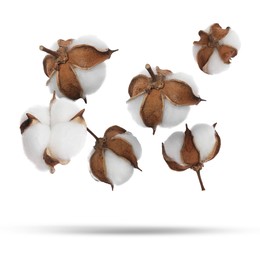 Image of Beautiful cotton flowers falling on white background