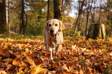 Photo of Cute Labrador Retriever dog with toy ball in sunny autumn park