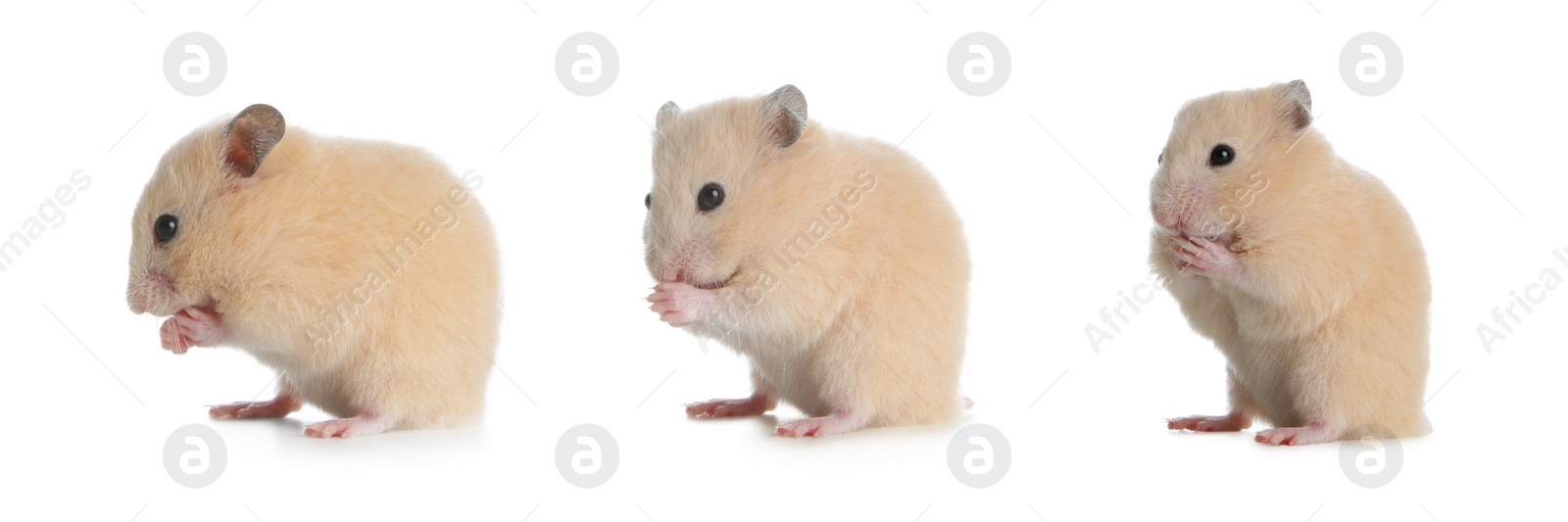 Image of Set with cute funny hamsters on white background. Banner design