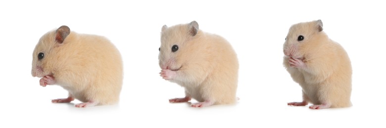 Image of Set with cute funny hamsters on white background. Banner design