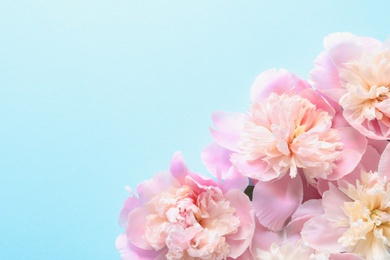 Photo of Beautiful fragrant peony flowers on color background