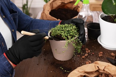 Woman transplanting houseplant into new pot at wooden table indoors, closeup