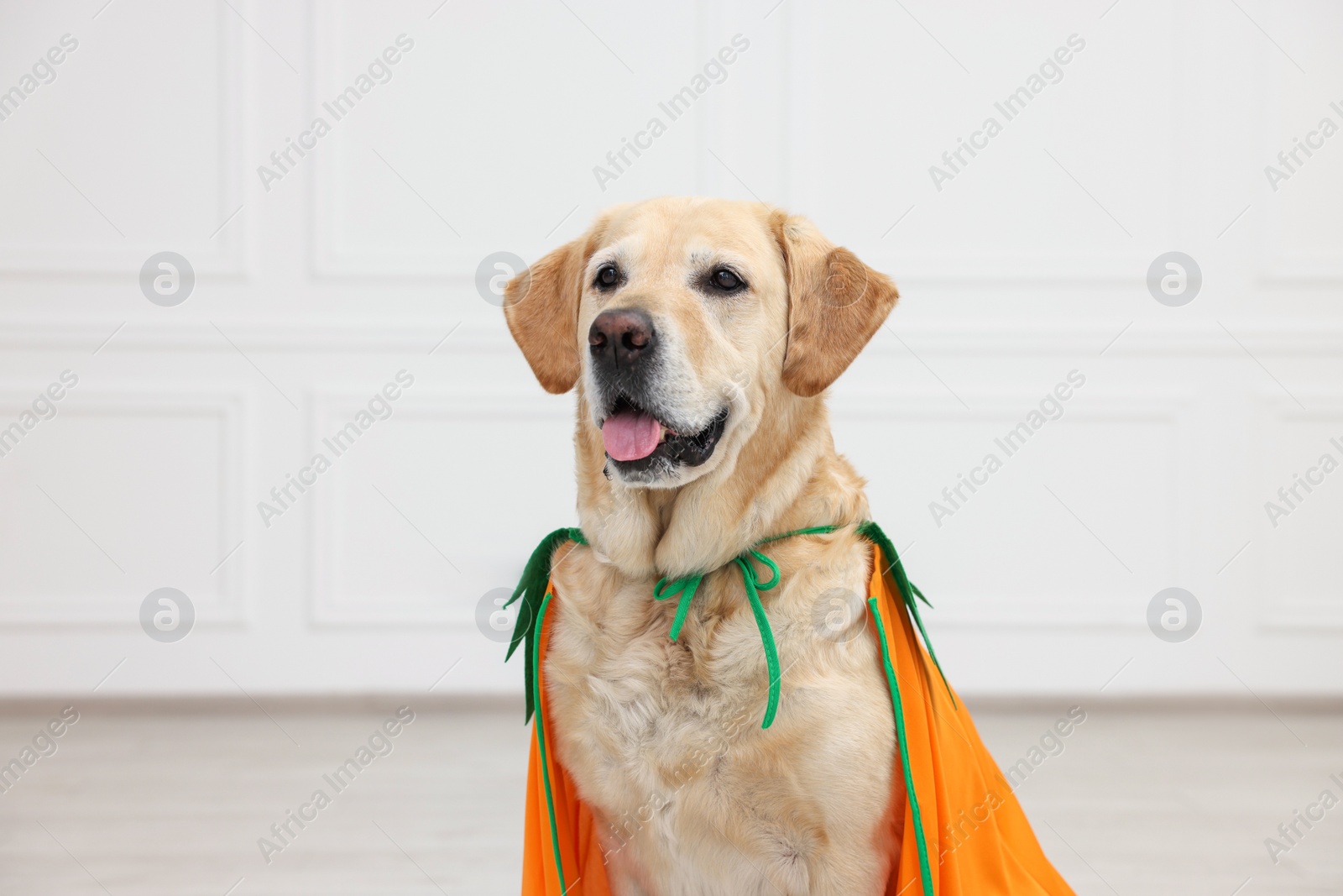 Photo of Cute Labrador Retriever dog in Halloween costume indoors