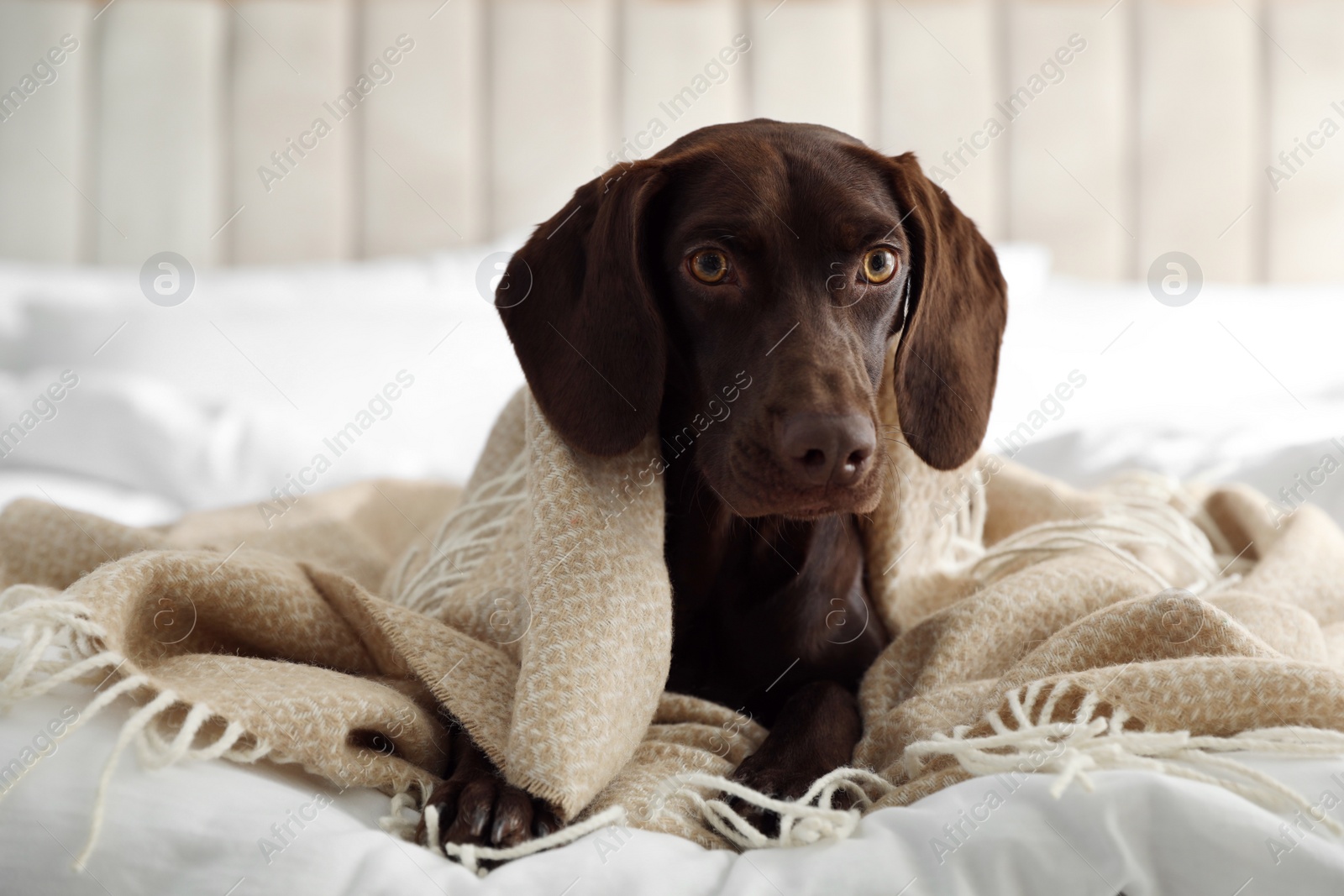 Photo of Adorable dog under plaid on bed at home