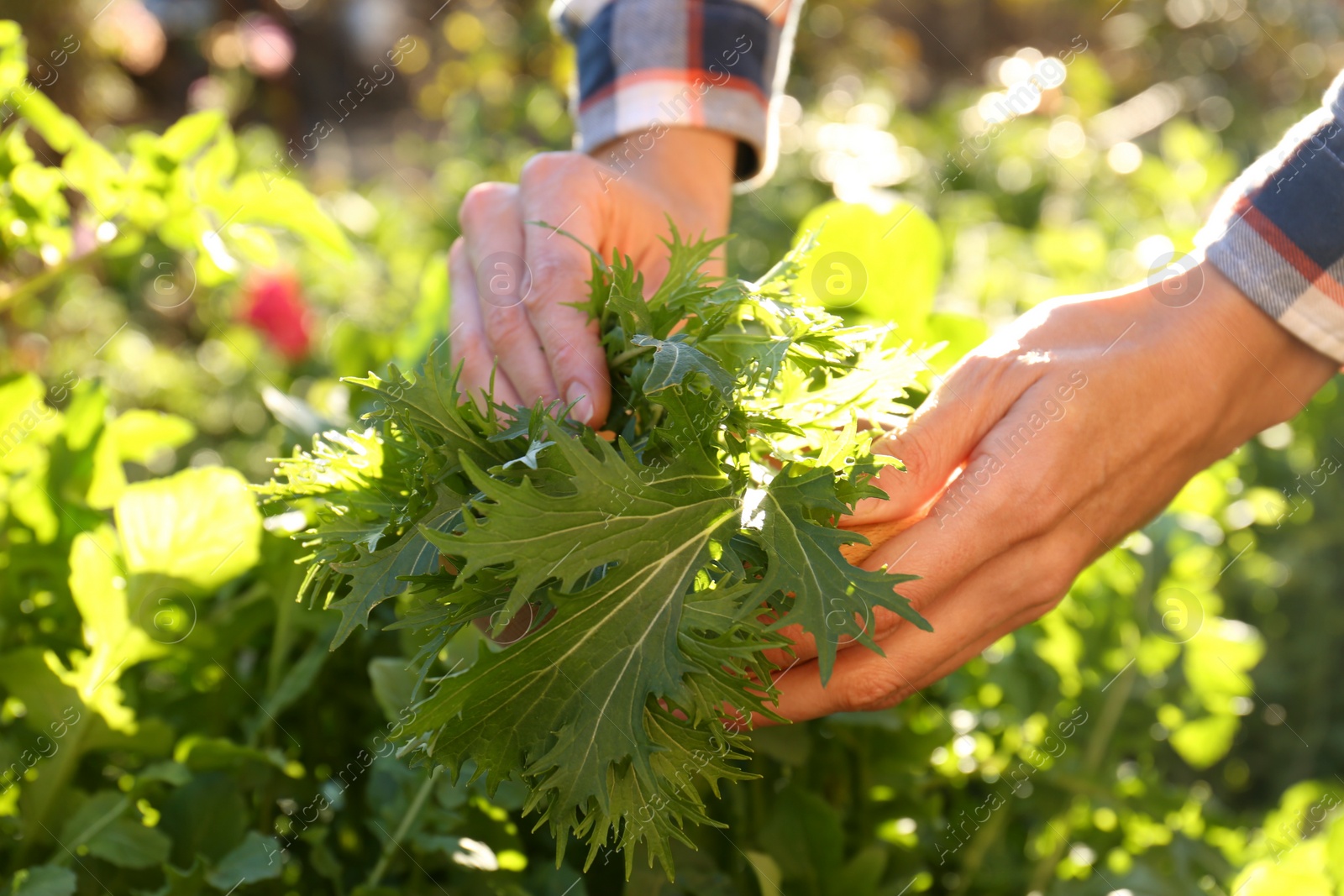 Photo of Woman picking fresh mizuna leaves outdoors on sunny day, closeup