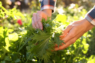 Photo of Woman picking fresh mizuna leaves outdoors on sunny day, closeup