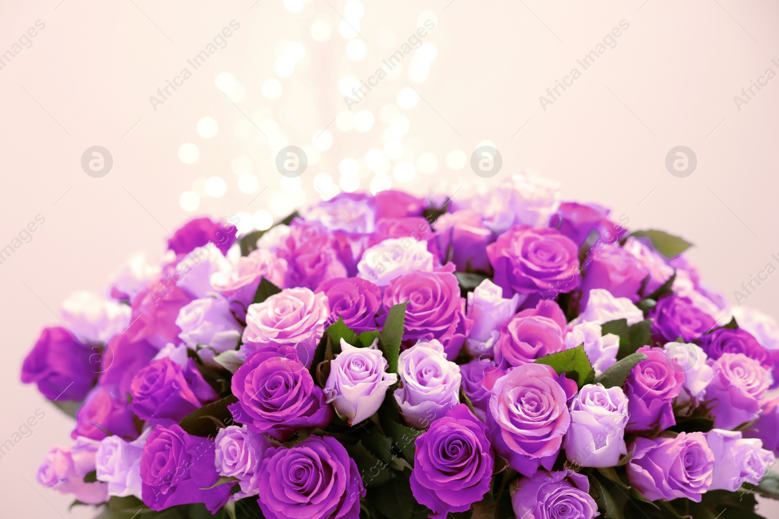 Image of Bouquet of violet roses against blurred background, closeup. Funeral attributes