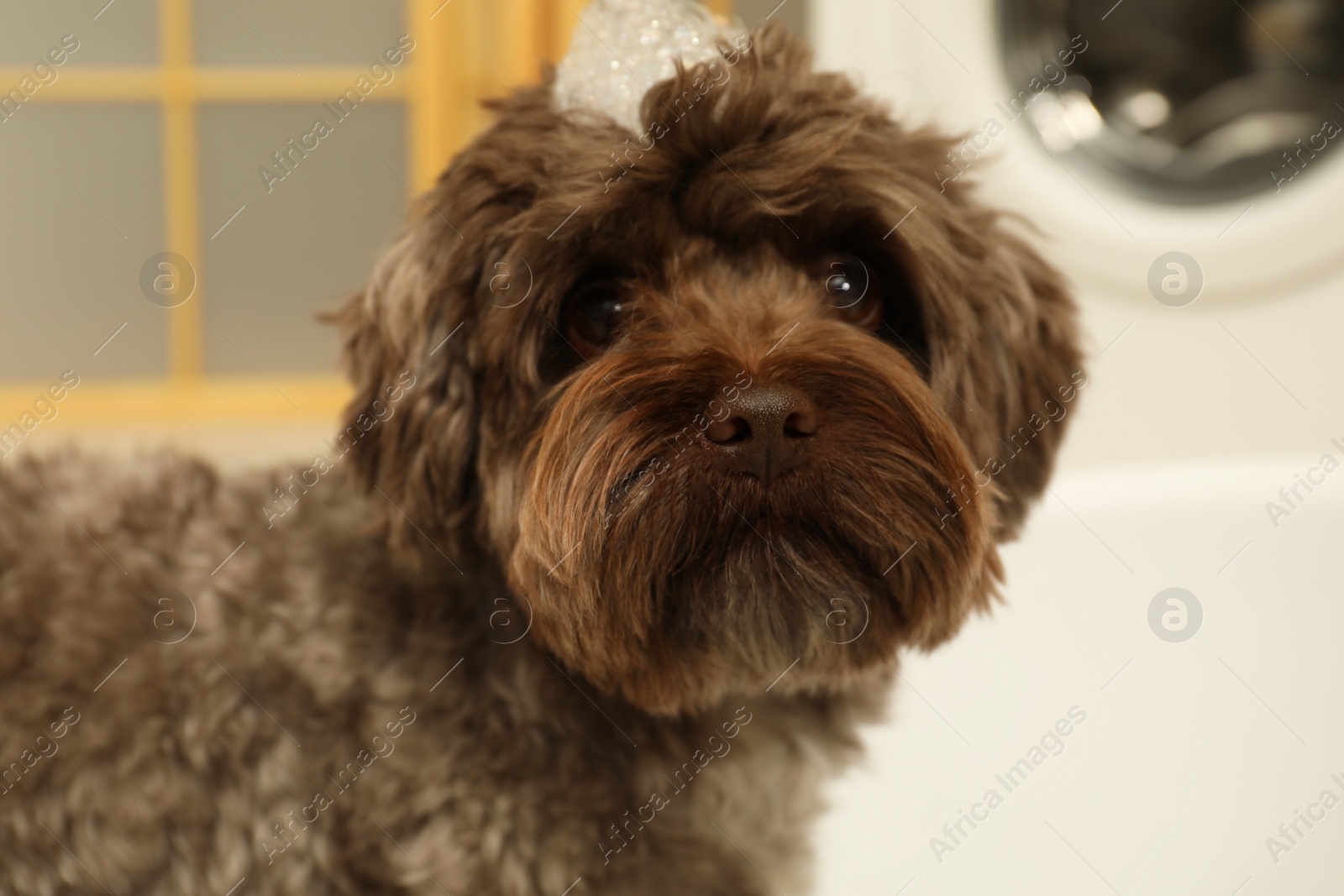 Photo of Cute dog with foam on its head in bath tub indoors