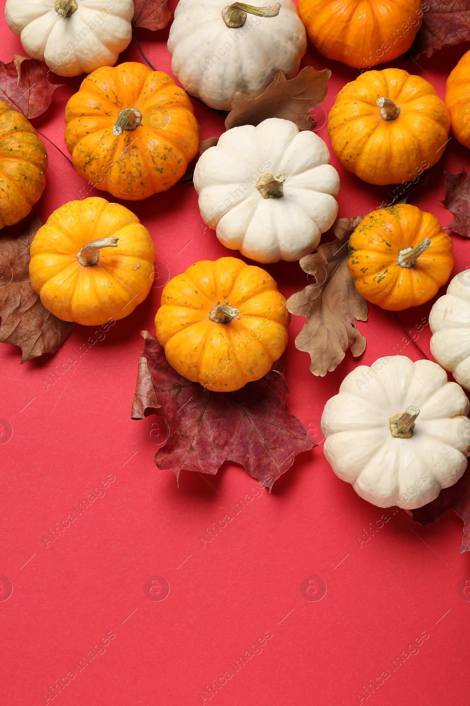 Photo of Thanksgiving day. Flat lay composition with pumpkins on red background, space for text