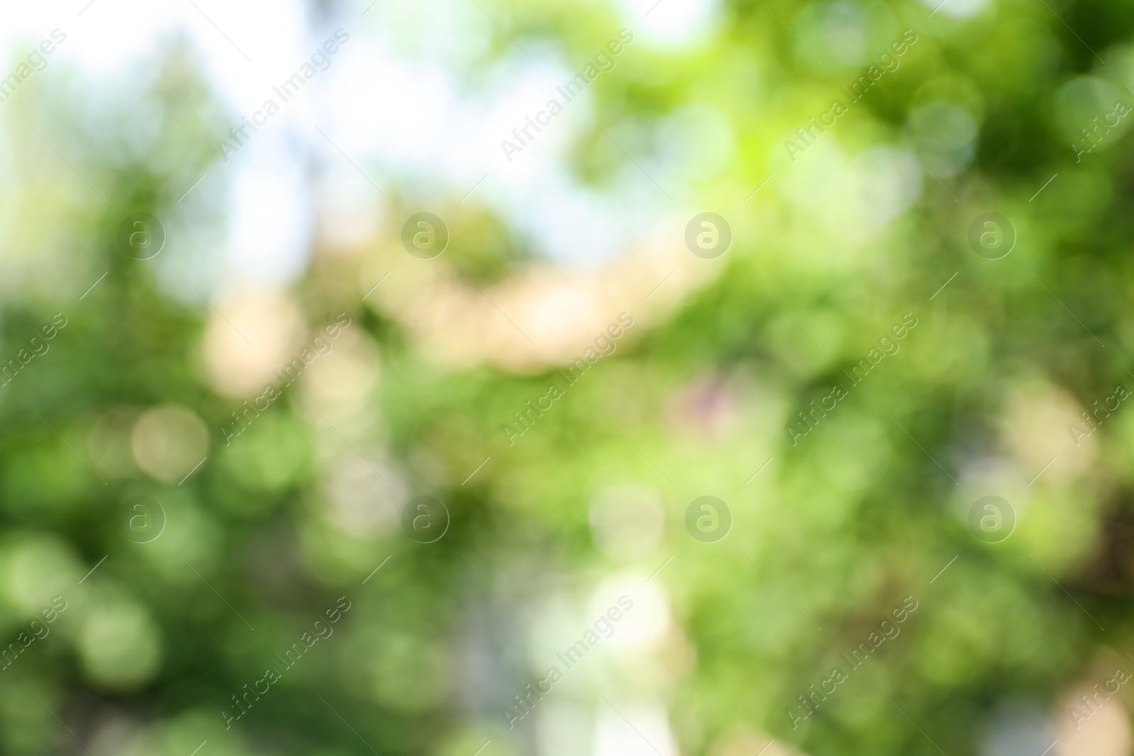 Photo of Blurred view of abstract green background. Bokeh effect