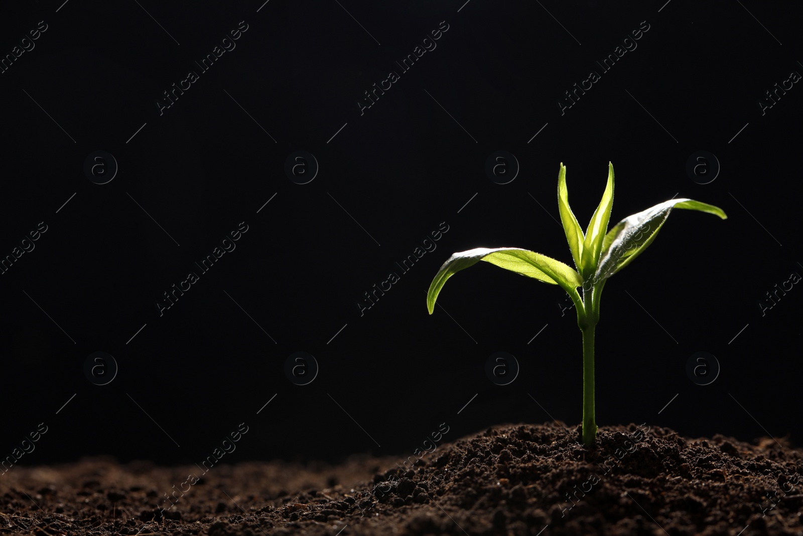 Photo of Young seedling in soil on black background, space for text