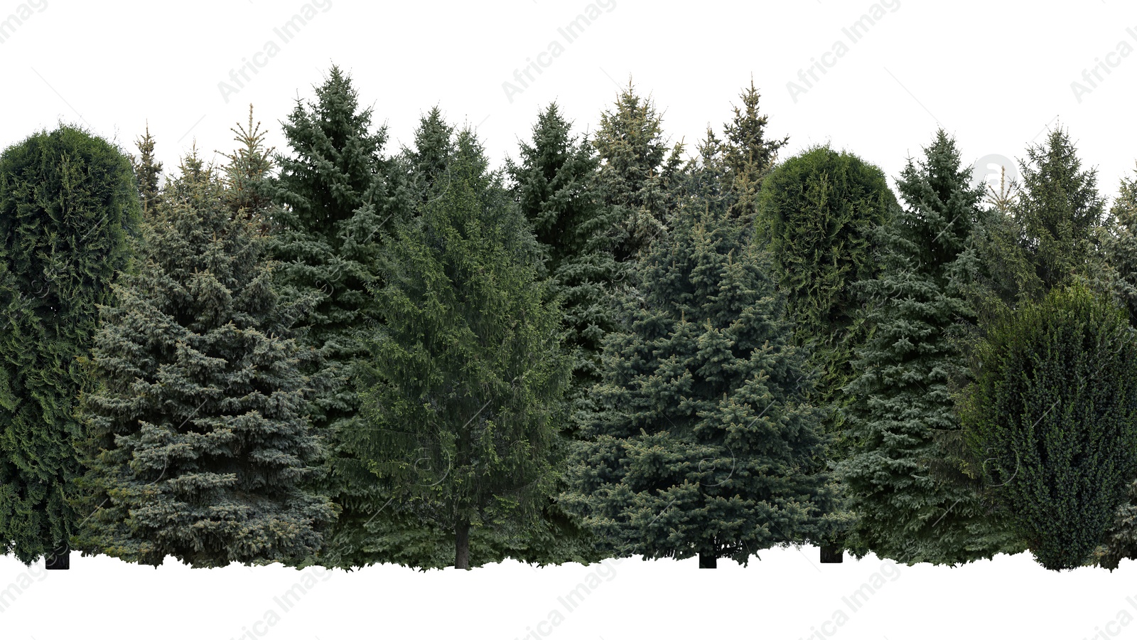 Image of Many different coniferous trees on white background