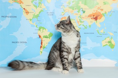 Photo of Cute cat sitting on white table near map. Travelling with pet
