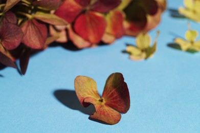 Photo of Beautiful hortensia flowers on light blue background, closeup. Space for text