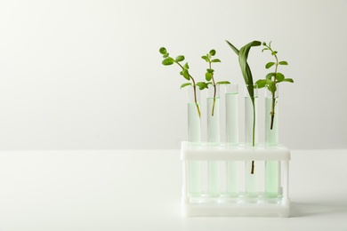 Photo of Test tubes with liquid and plants on white background. Chemistry concept