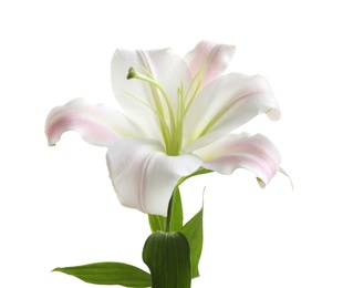 Photo of Beautiful blooming lily flower on white background