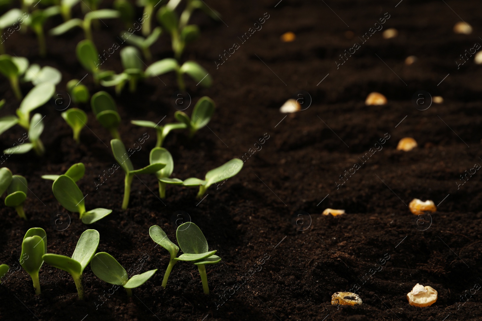 Photo of Corn seeds in fertile soil. Vegetables growing