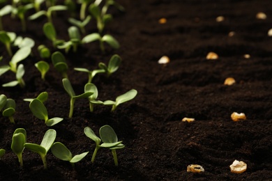 Photo of Corn seeds in fertile soil. Vegetables growing