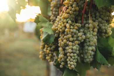 Photo of Delicious ripe grapes in vineyard. Harvest season