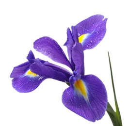 Photo of Beautiful violet iris flower with water drops isolated on white