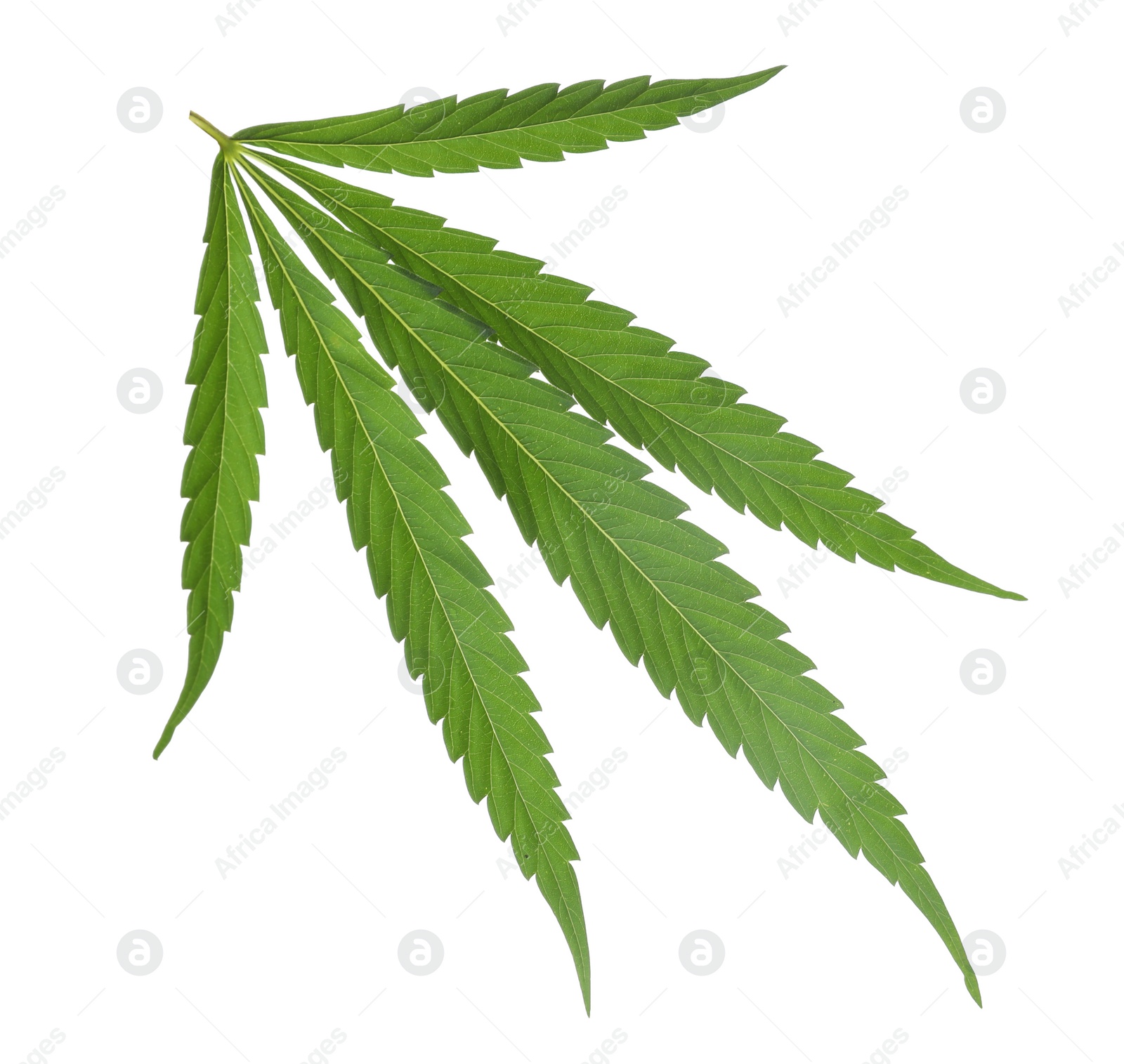 Photo of Green organic hemp leaf on white background