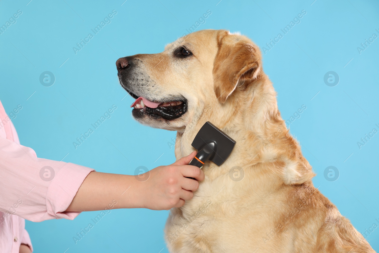 Photo of Woman brushing cute Labrador Retriever dog on light blue background, closeup