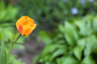 Closeup view of beautiful bright tulip in garden, space for text. Blooming spring flowers
