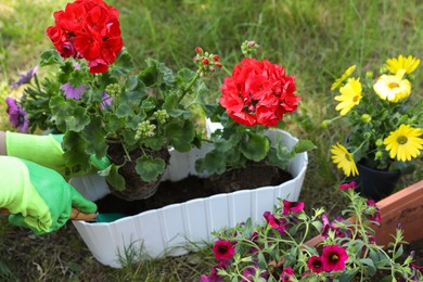 Photo of Gardener planting flowers in pot outdoors, closeup