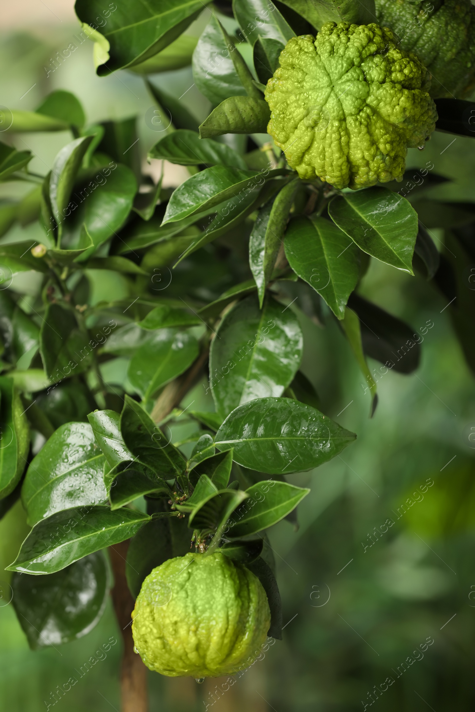 Photo of Closeup view of bergamot tree with fruits outdoors